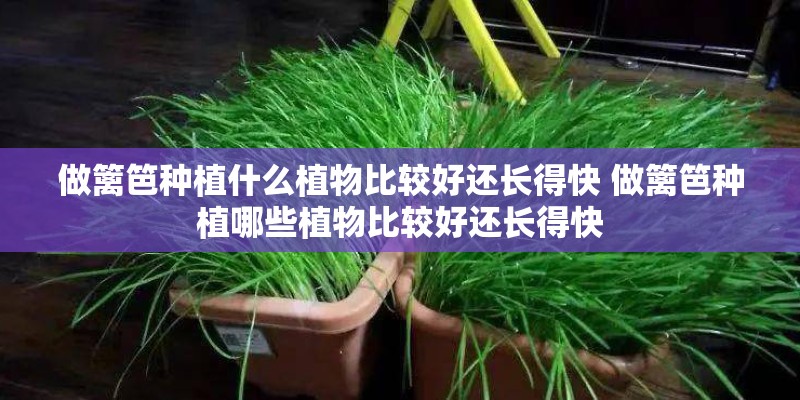 做篱笆种植什么植物比较好还长得快 做篱笆种植哪些植物比较好还长得快