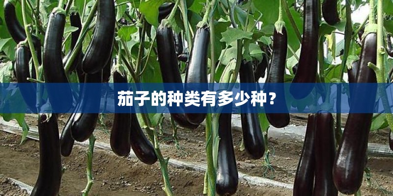 茄子的种类有多少种？