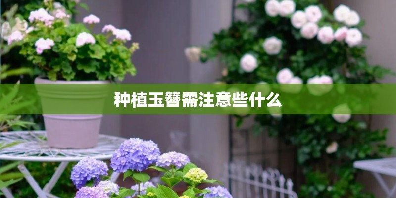 种植玉簪需注意些什么