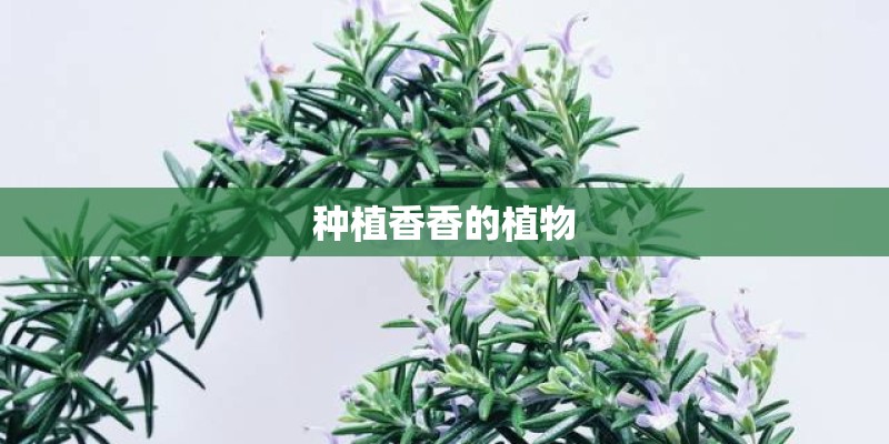 种植香香的植物