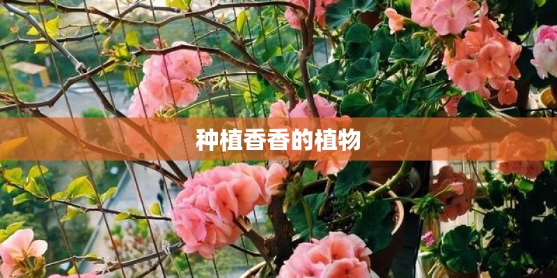 种植香香的植物