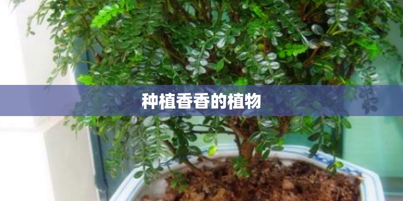 种植香香的植物
