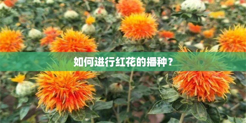 如何进行红花的播种？