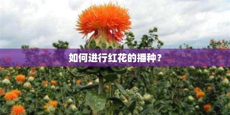 如何进行红花的播种？