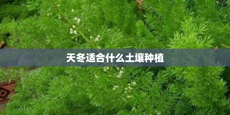 天冬适合什么土壤种植