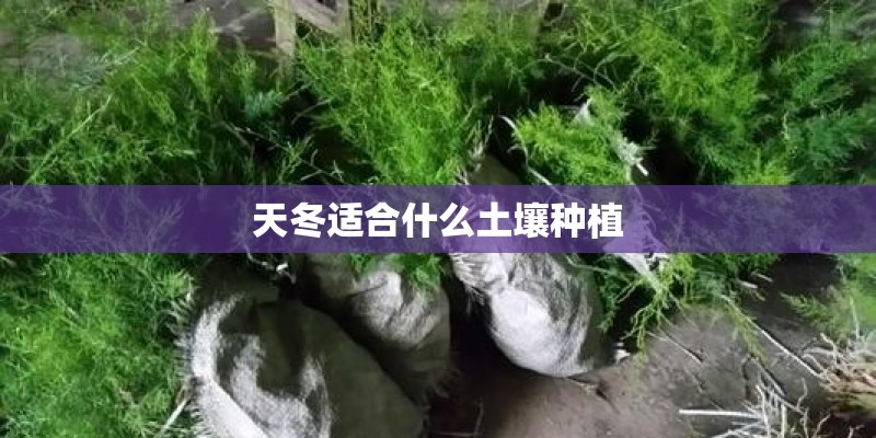天冬适合什么土壤种植