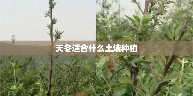 天冬适合什么土壤种植