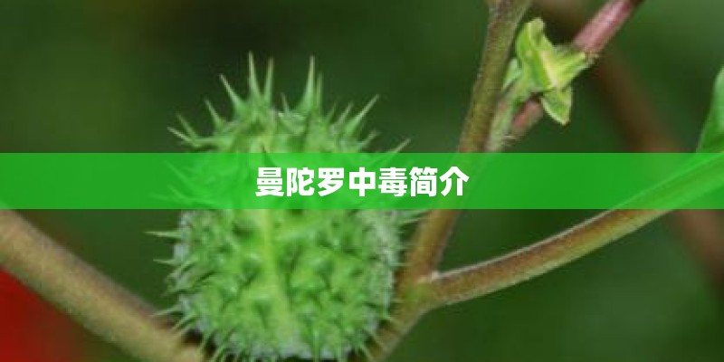 曼陀罗中毒简介