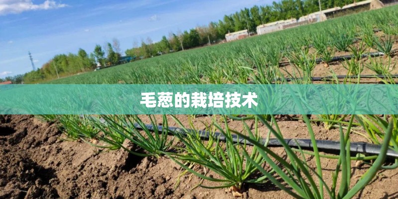 毛葱的栽培技术