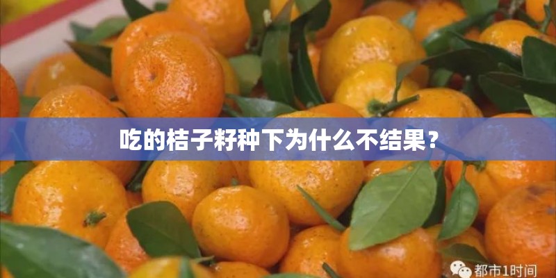 吃的桔子籽种下为什么不结果？