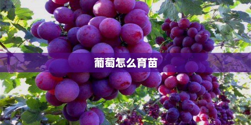 葡萄怎么育苗