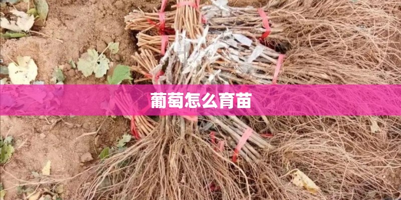 葡萄怎么育苗