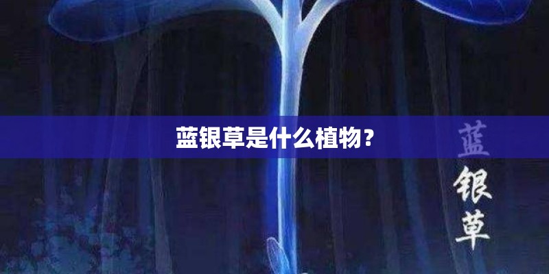 蓝银草是什么植物？