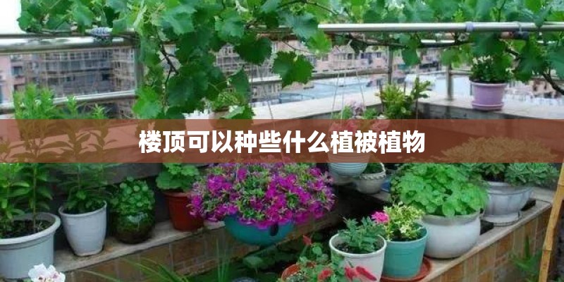楼顶可以种些什么植被植物