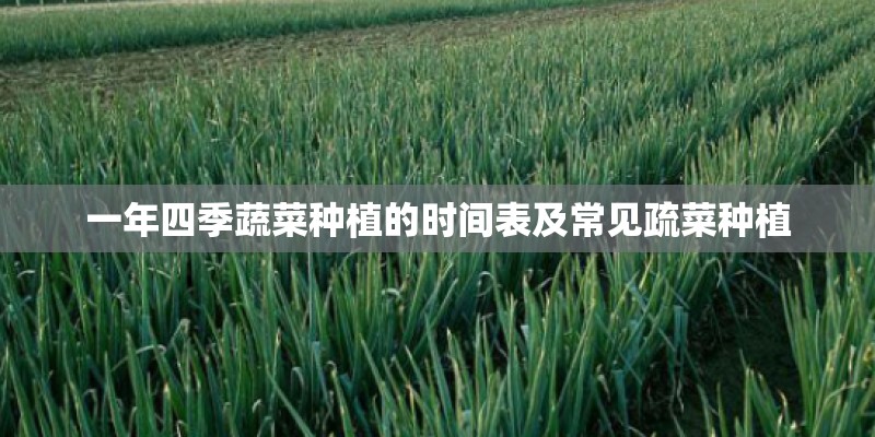 一年四季蔬菜种植的时间表及常见疏菜种植
