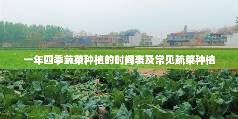一年四季蔬菜种植的时间表及常见疏菜种植