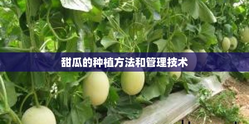 甜瓜的种植方法和管理技术