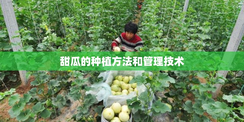 甜瓜的种植方法和管理技术