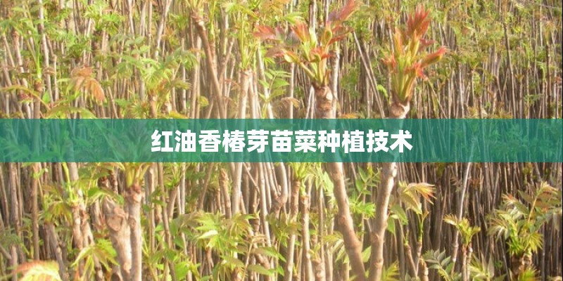 红油香椿芽苗菜种植技术