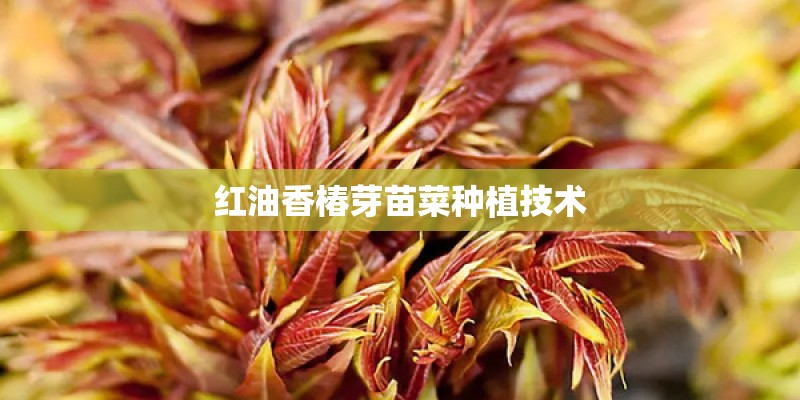 红油香椿芽苗菜种植技术