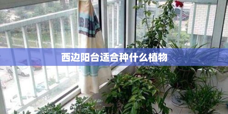 西边阳台适合种什么植物