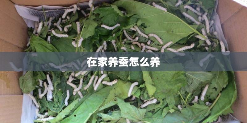 在家养蚕怎么养