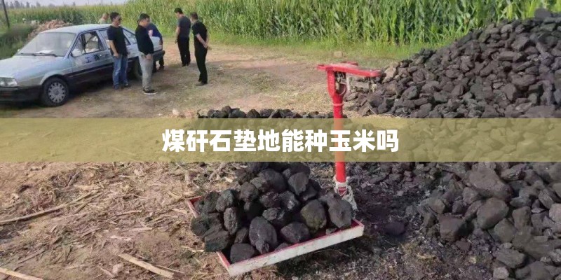 煤矸石垫地能种玉米吗