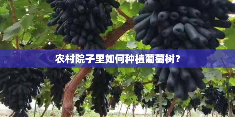 农村院子里如何种植葡萄树？