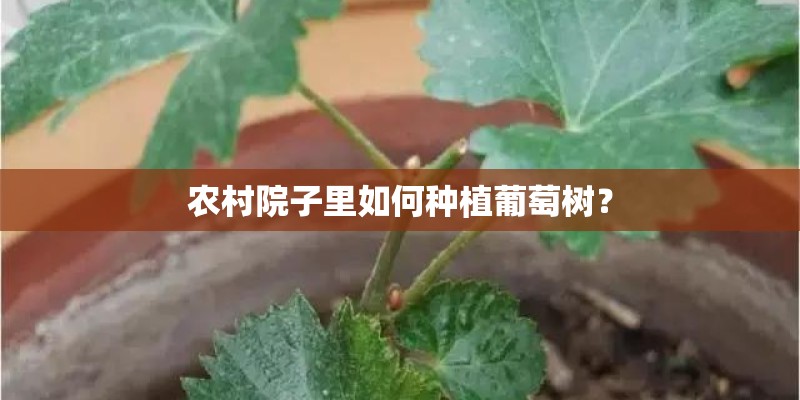 农村院子里如何种植葡萄树？