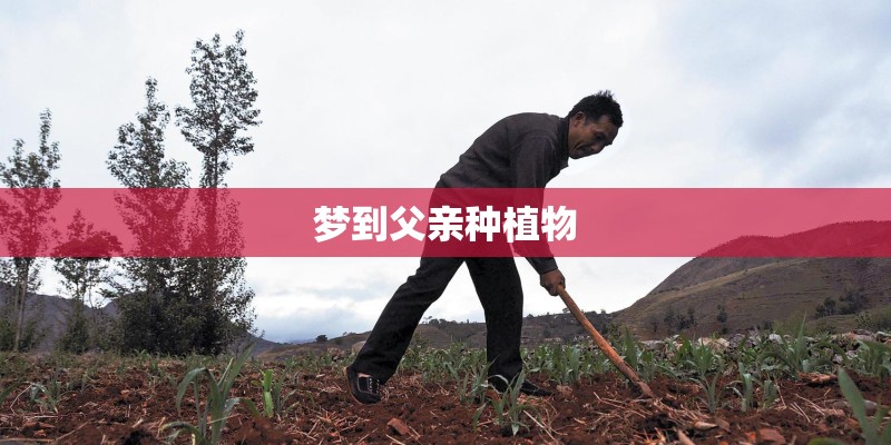 梦到父亲种植物
