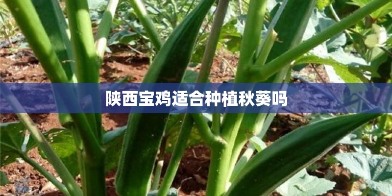 陕西宝鸡适合种植秋葵吗