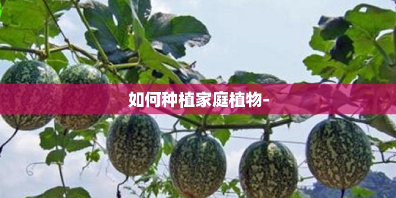 如何种植家庭植物-