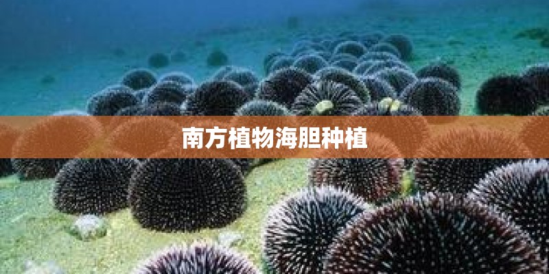 南方植物海胆种植