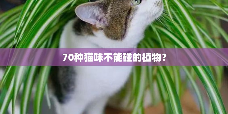 70种猫咪不能碰的植物？