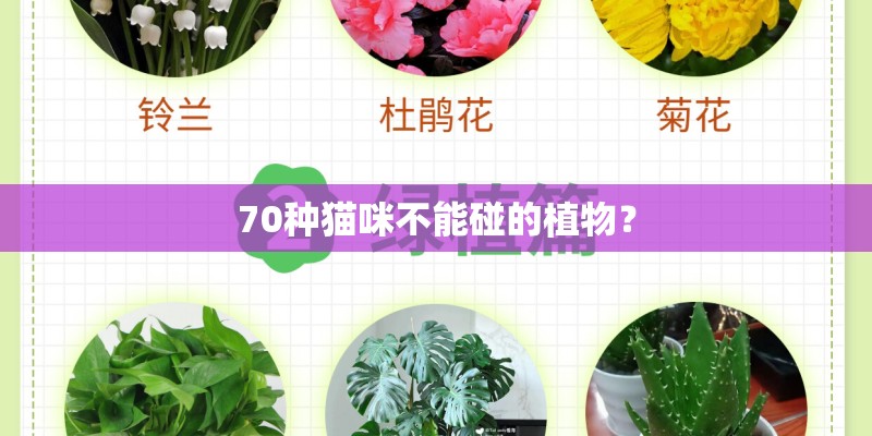 70种猫咪不能碰的植物？