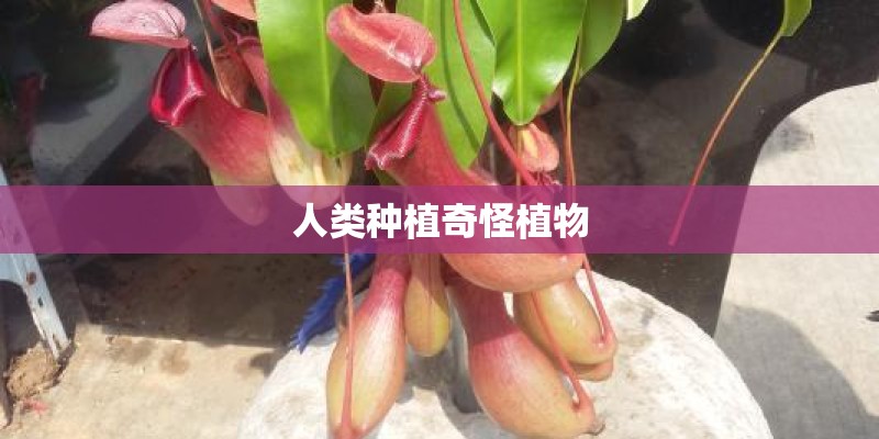 人类种植奇怪植物