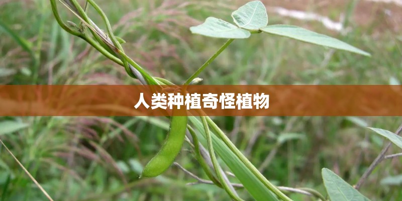 人类种植奇怪植物