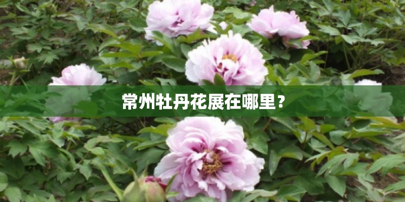 常州牡丹花展在哪里？