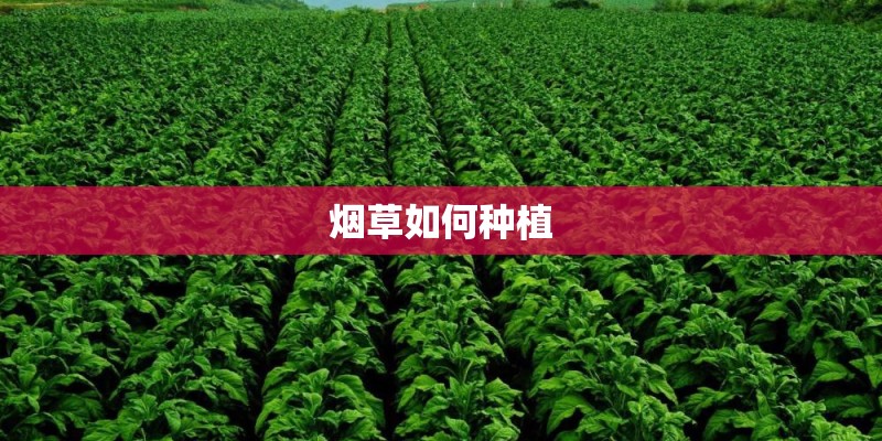 烟草如何种植