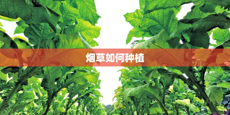 烟草如何种植