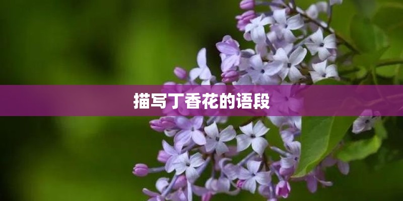 描写丁香花的语段