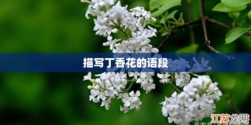 描写丁香花的语段