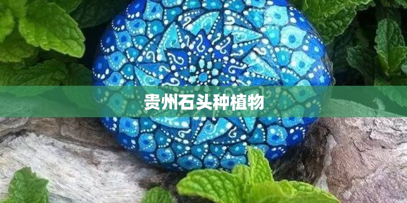 贵州石头种植物