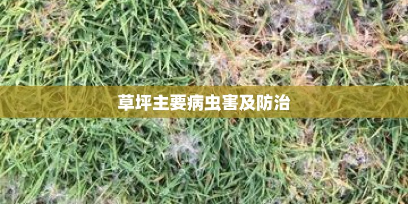 草坪主要病虫害及防治