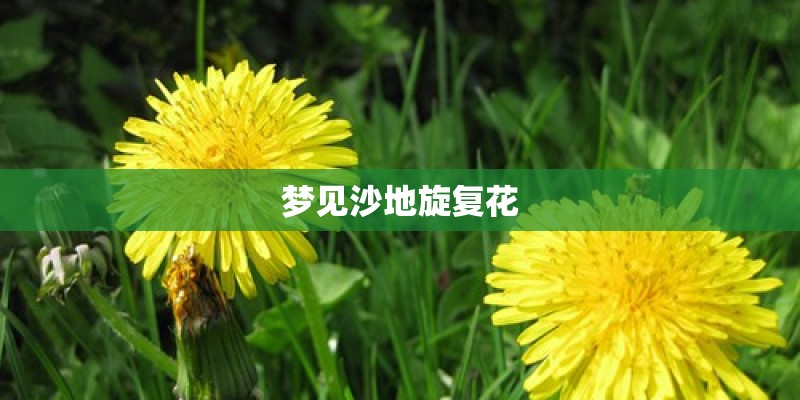 梦见沙地旋复花