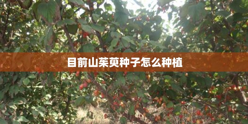 目前山茱萸种子怎么种植