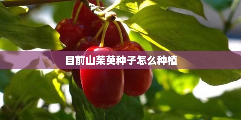 目前山茱萸种子怎么种植
