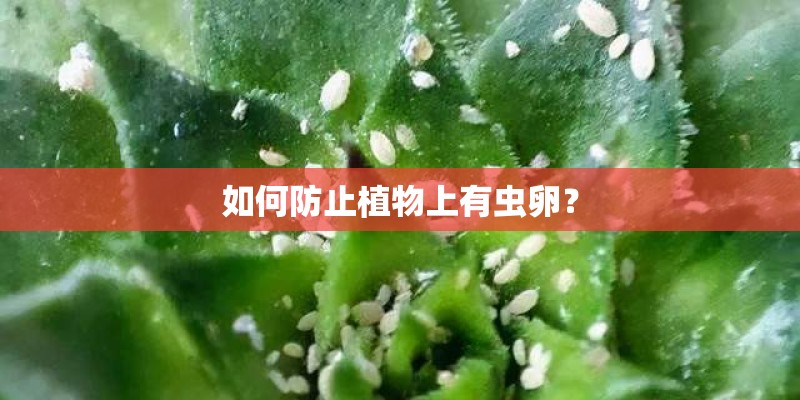 如何防止植物上有虫卵？