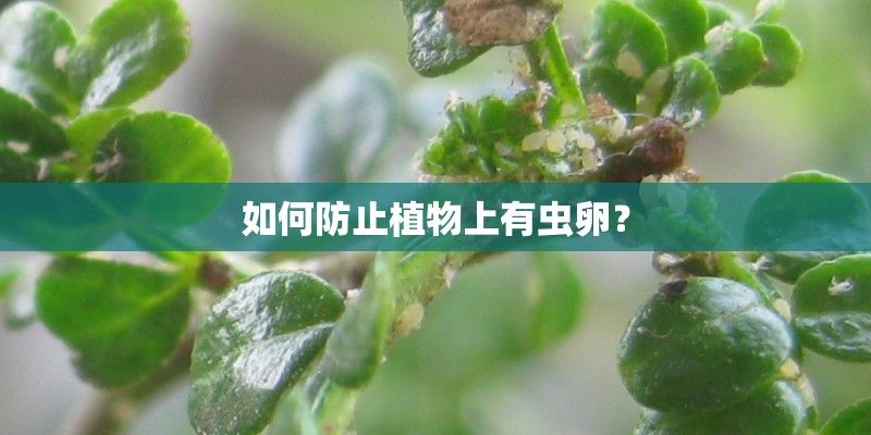 如何防止植物上有虫卵？