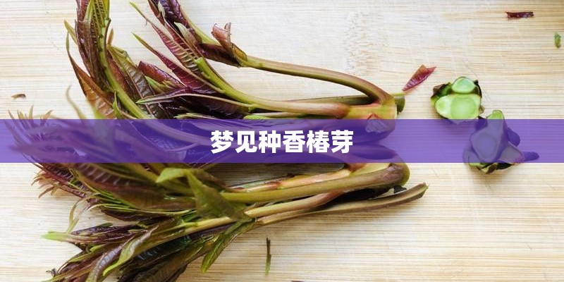 梦见种香椿芽